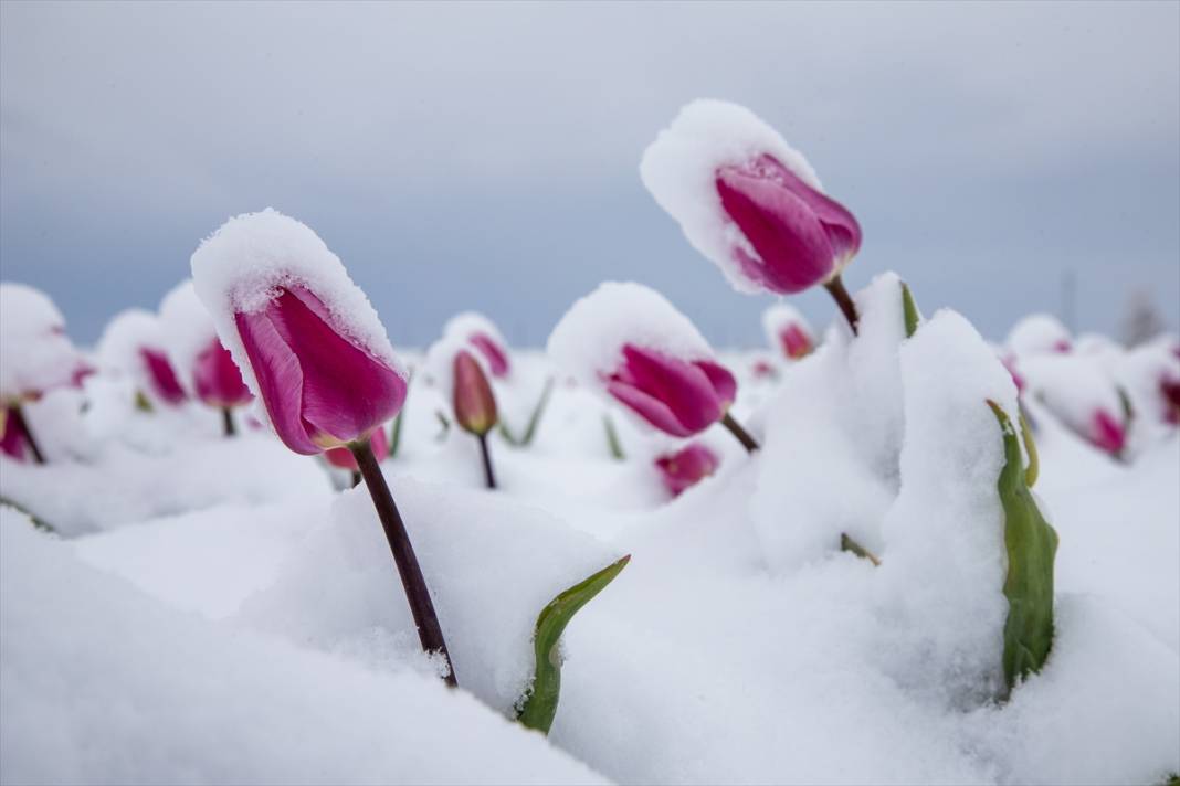 Ünlü lale bahçesi bu yıl bambaşka bir görsel şölen sunacak 7